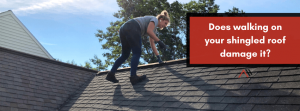 joyland roofing inspector walking on shingled roof and looking at ridge vent with the caption "Does walking on your shingled roof damage it?"