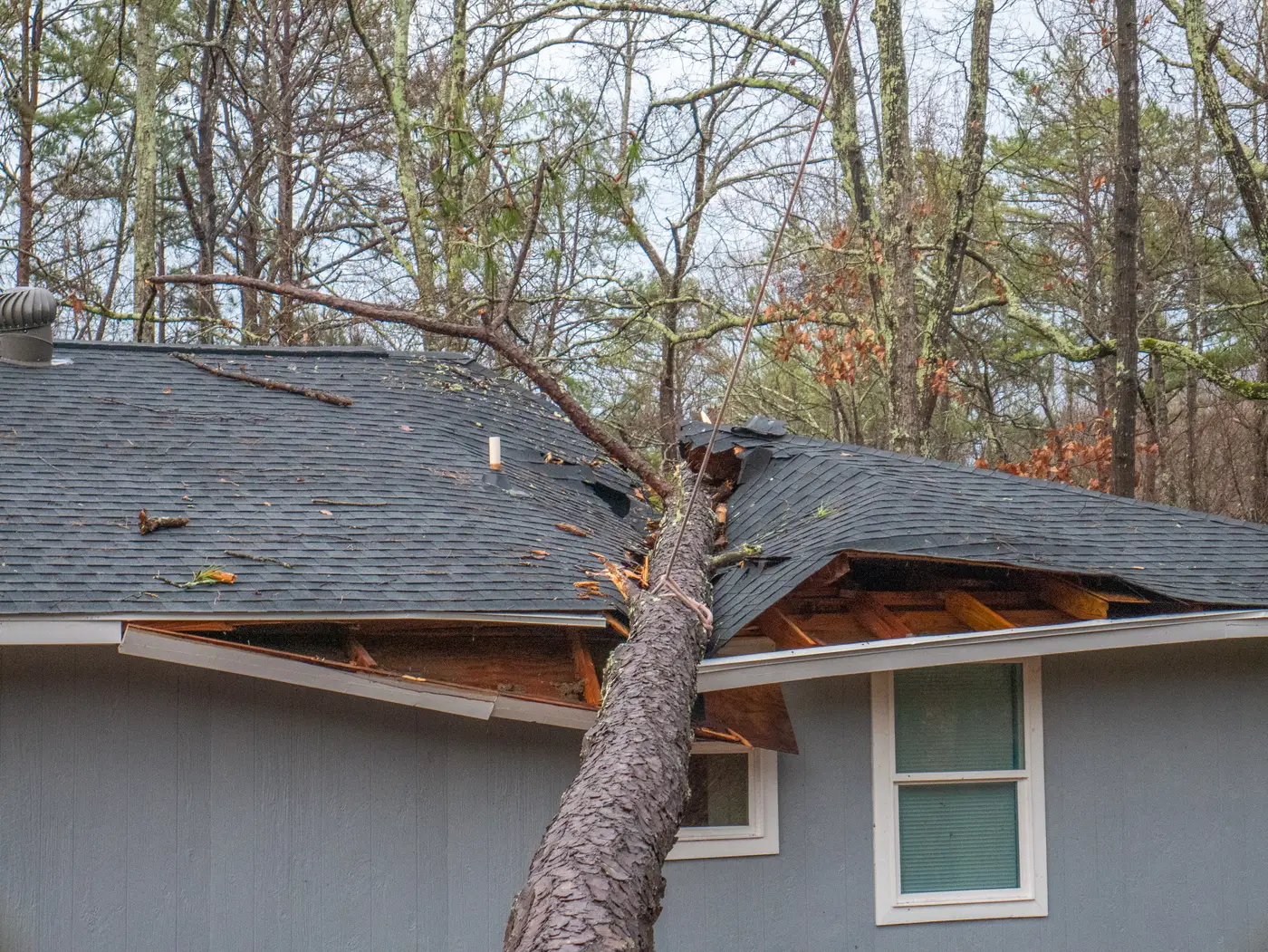 Felled tree on residential asphalt shingle roof